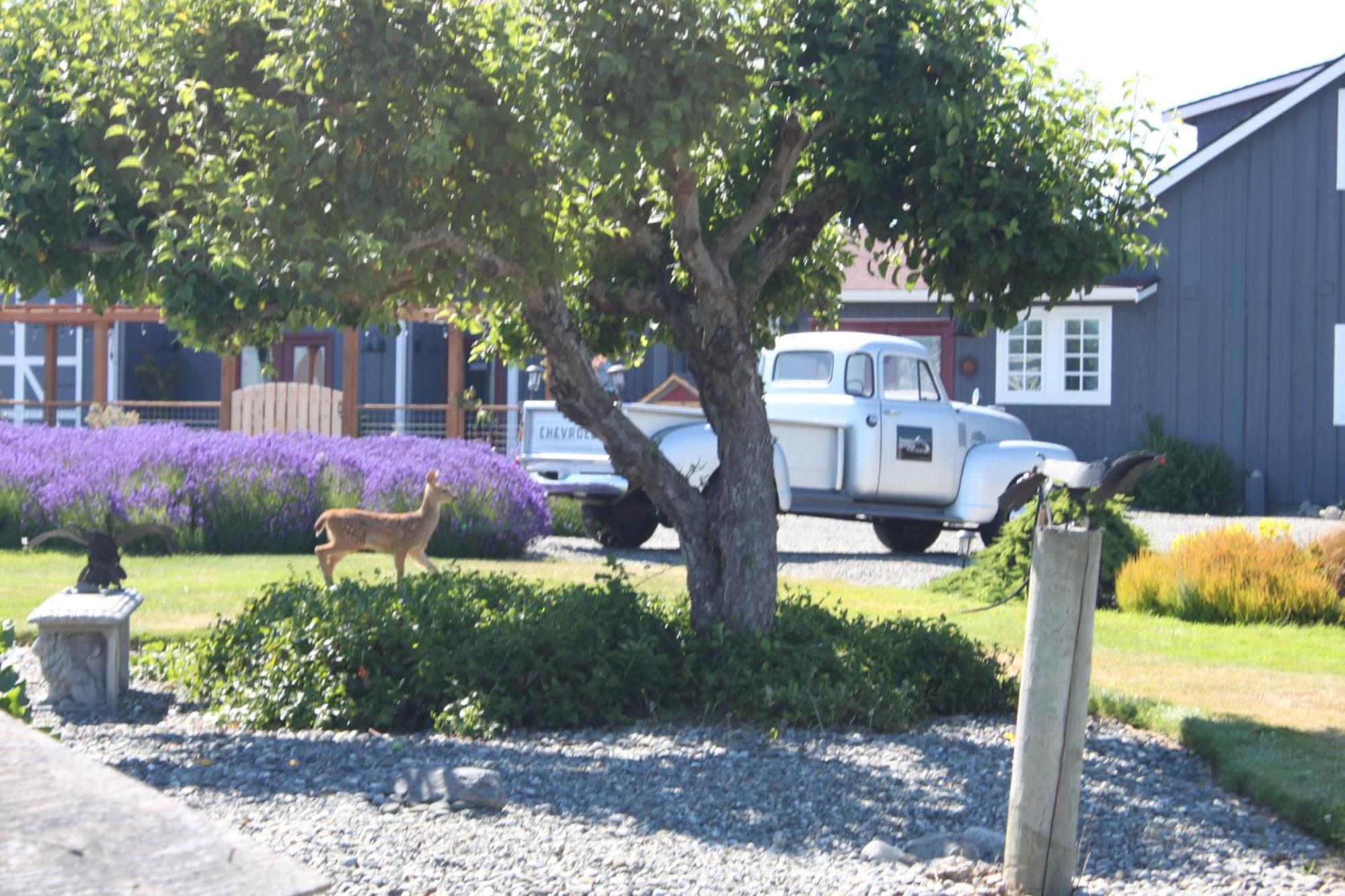 Dungeness Barn House Bed And Breakfast At Two Crows Farm Sequim Exteriör bild