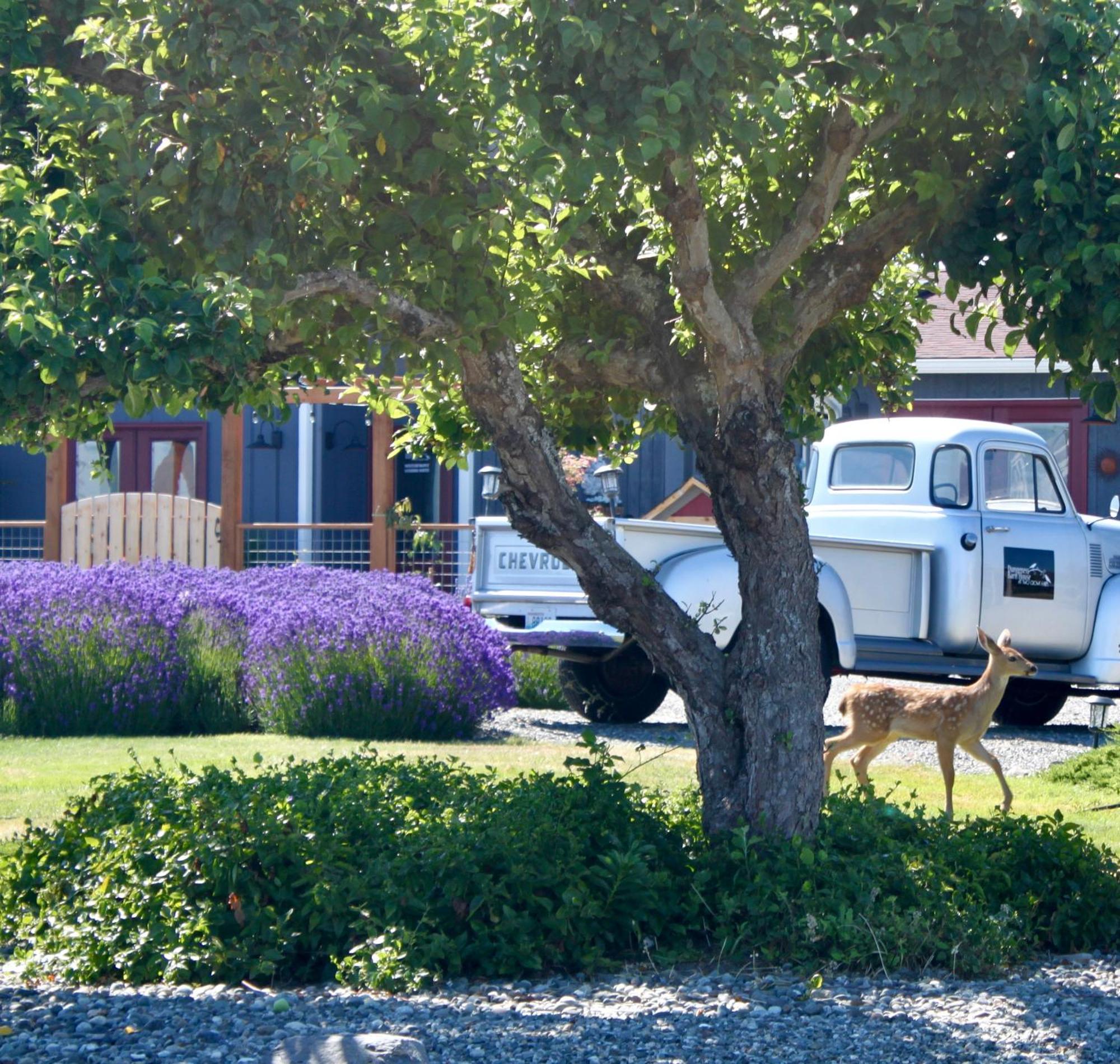 Dungeness Barn House Bed And Breakfast At Two Crows Farm Sequim Exteriör bild