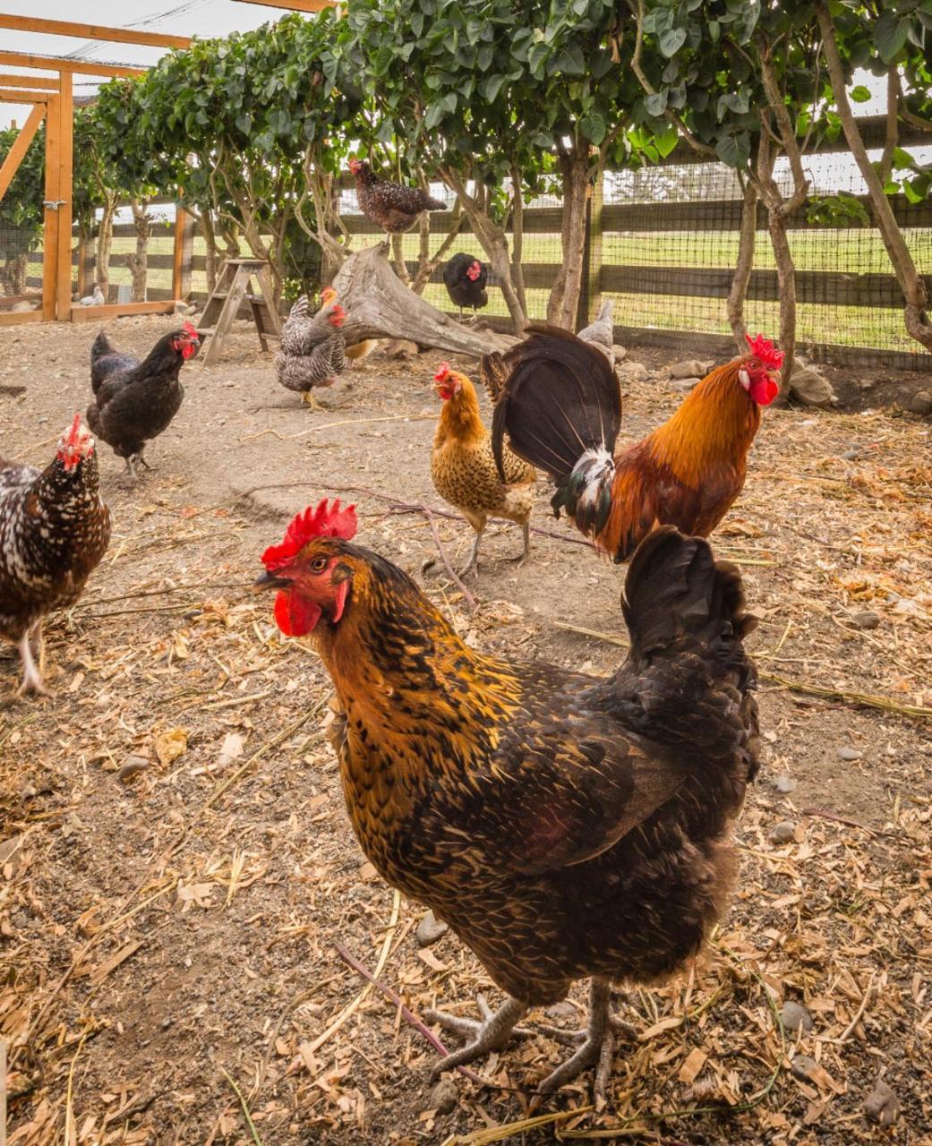 Dungeness Barn House Bed And Breakfast At Two Crows Farm Sequim Exteriör bild